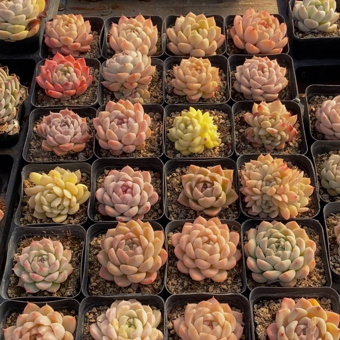 691的人生态度是如此美好