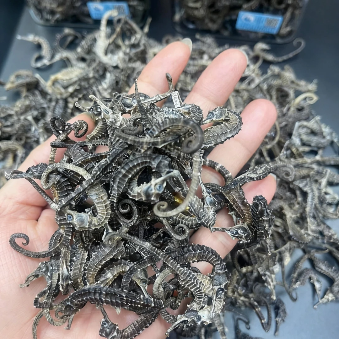5克一包体验装海马干当季自然晾干可用于泡酒煲汤的食材