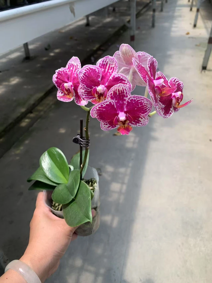 可乐蝴蝶兰，单颗