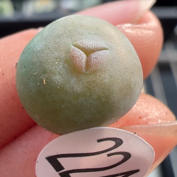 224号双11福利不代表平时价格