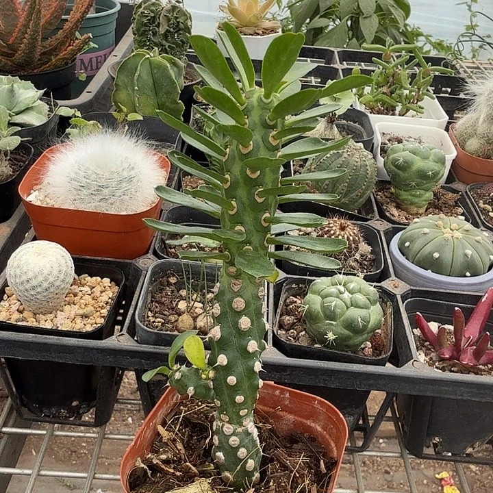 霸王鞭单头2仙人球