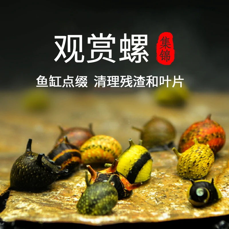 观赏螺除藻工具淡水斑马杀手黄金黑金刚螺彩蛋清洁热带观赏螺