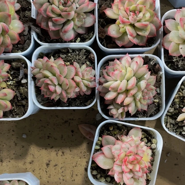 女雏锦1.8带盆土发