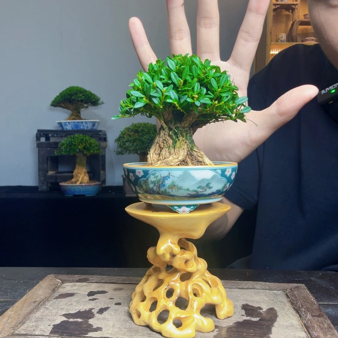 阿***呼无花朵一物一拍黄杨盆景