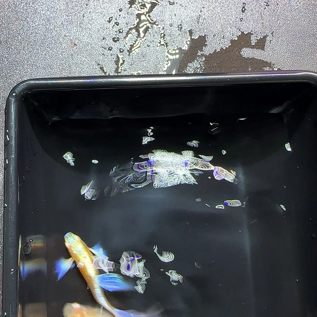 孔雀鱼紫白飞船一对，三个月