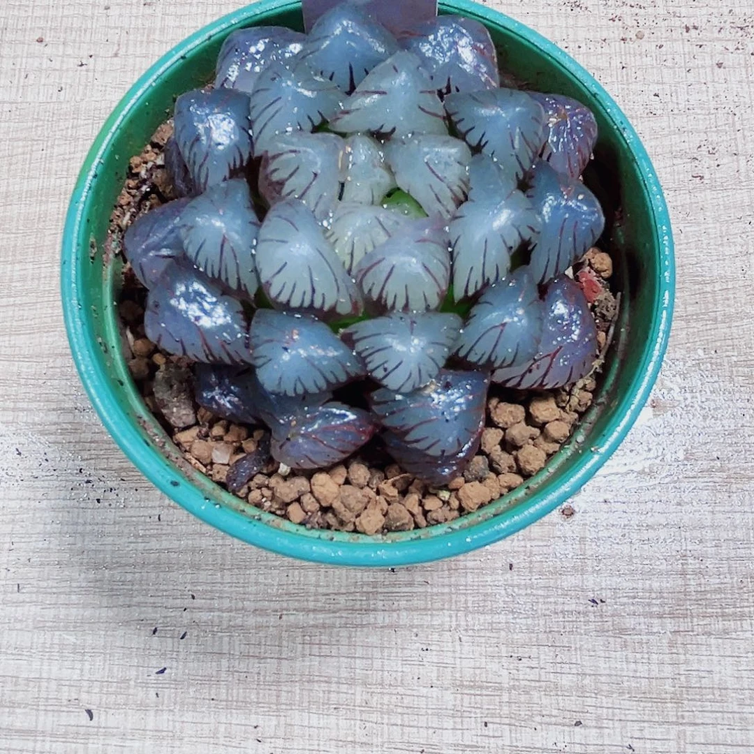 潘氏大冰灯多人植物