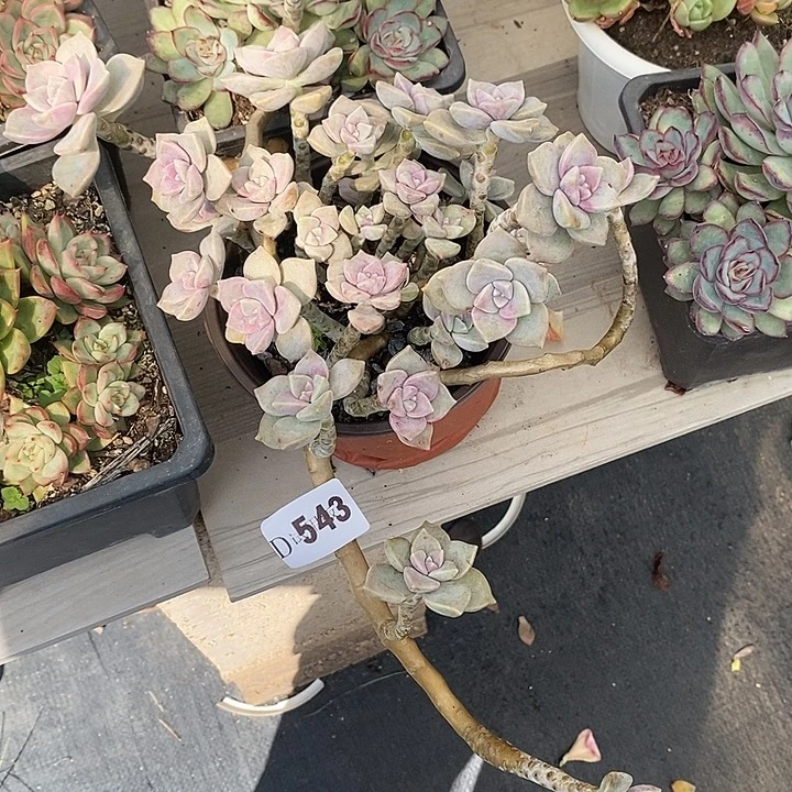 L***c543紫乐多肉植物多肉