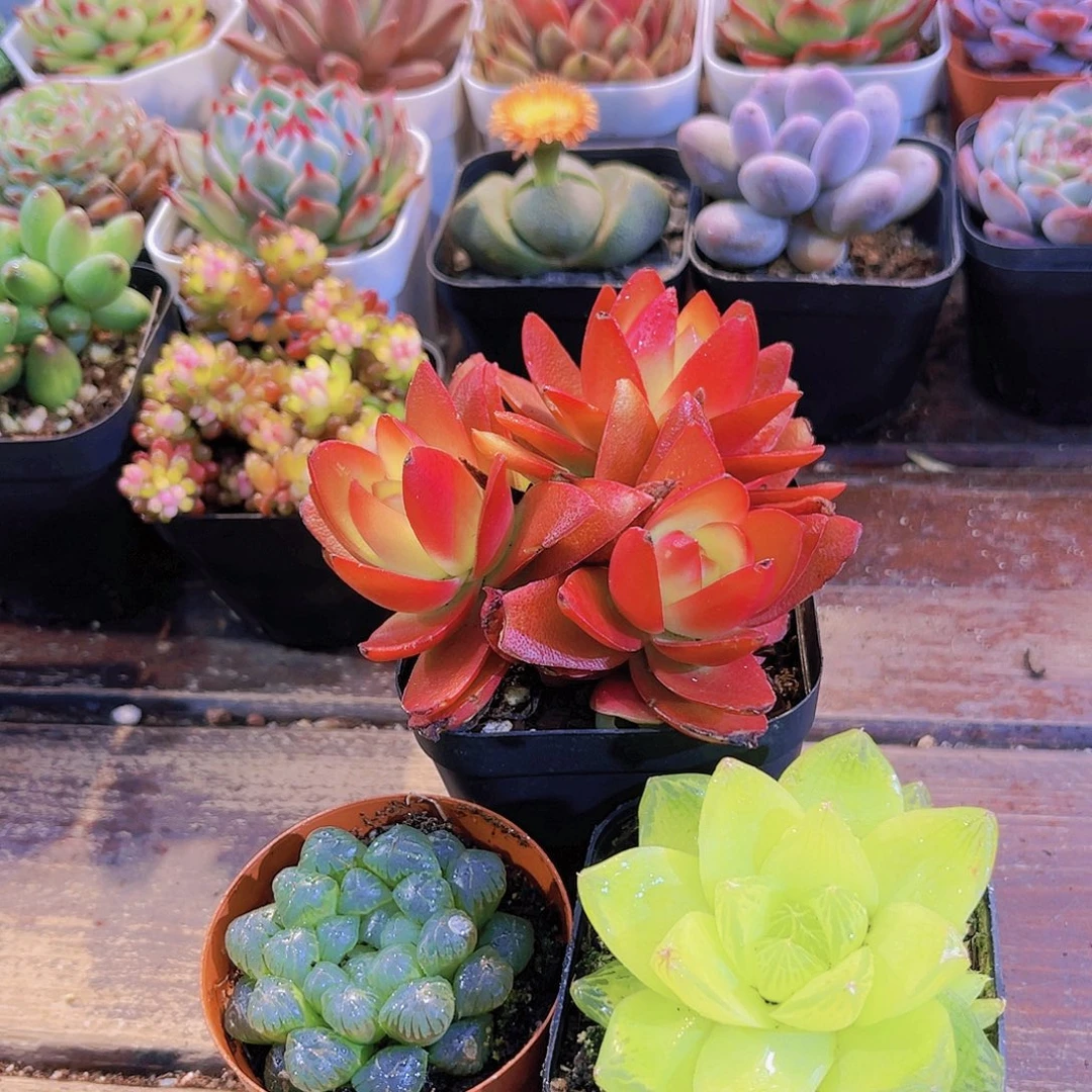 火祭群➕姬雨露➕黄金雨露