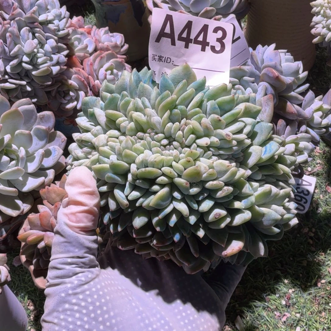 龙头龙尾鸡腿桩子的