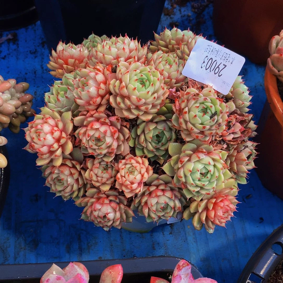 v***b   笨巴蒂斯多肉29003