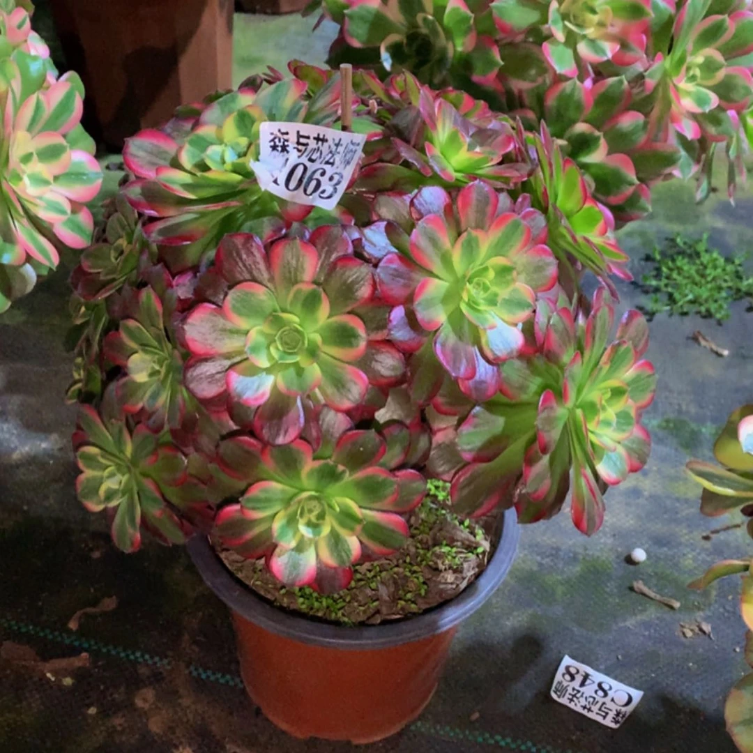 【闪购商品】63安娜