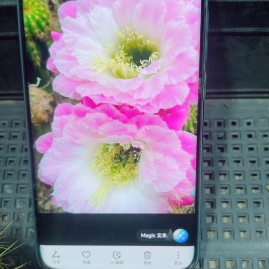下24毛芙蓉歪无根侧芽5公分左右20包邮
