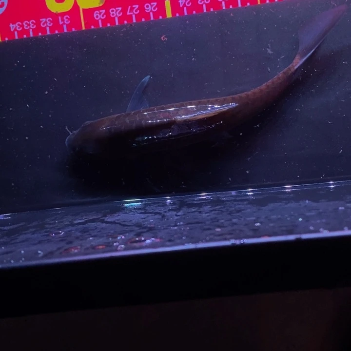 吉罗鱼17厘米异口蓝吉罗一条