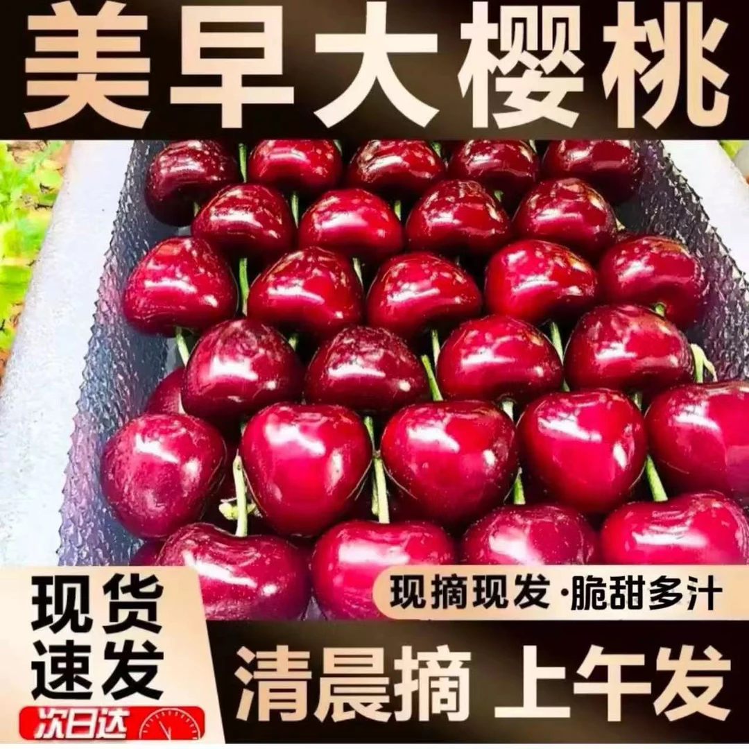 【中大果2J】大连美早大樱桃现摘鲜甜脆甜多汁2斤空运 内附果径卡