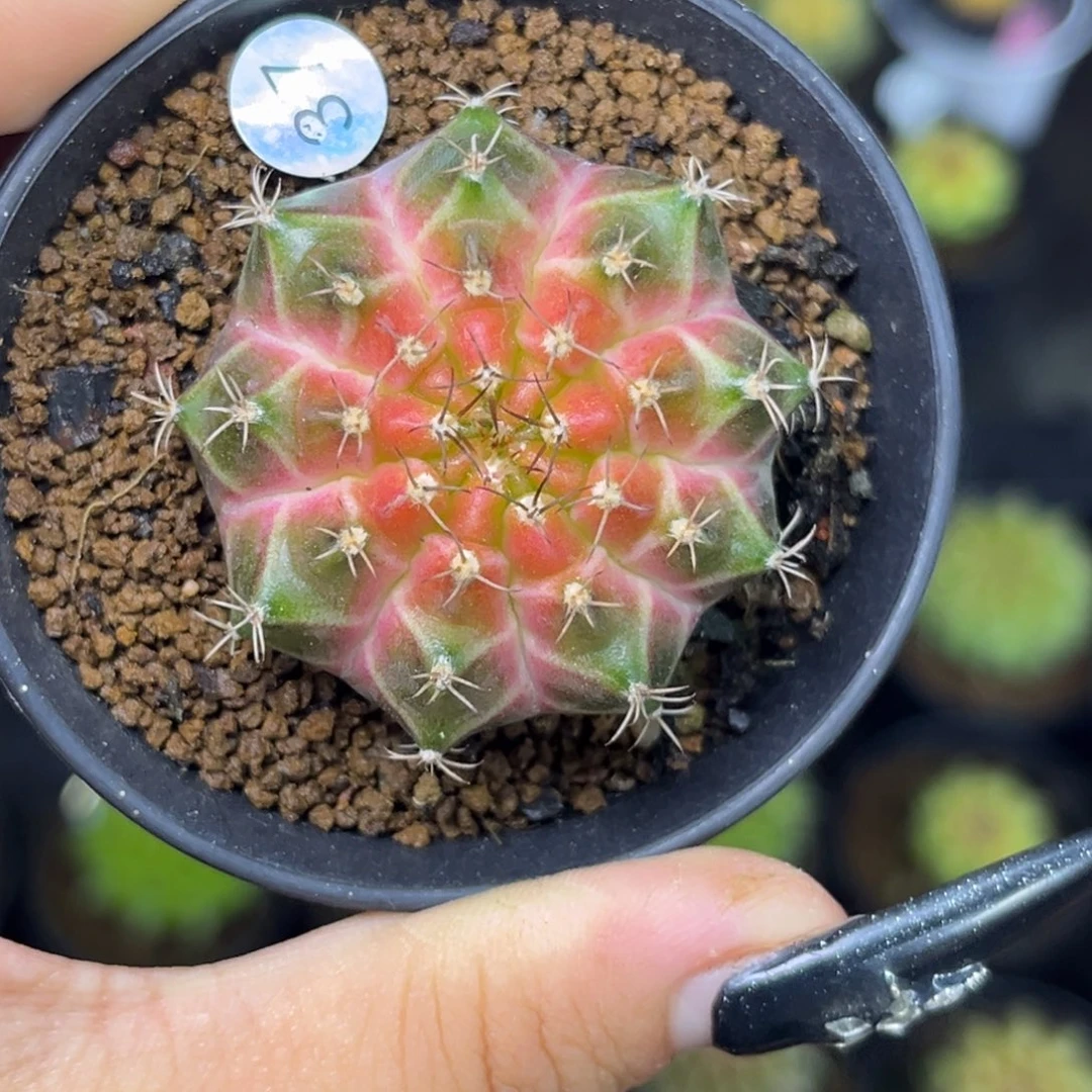 37 泰系轮回 带盆土发货