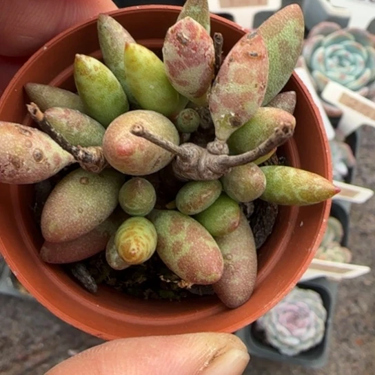 168梅花鹿多肉植物多