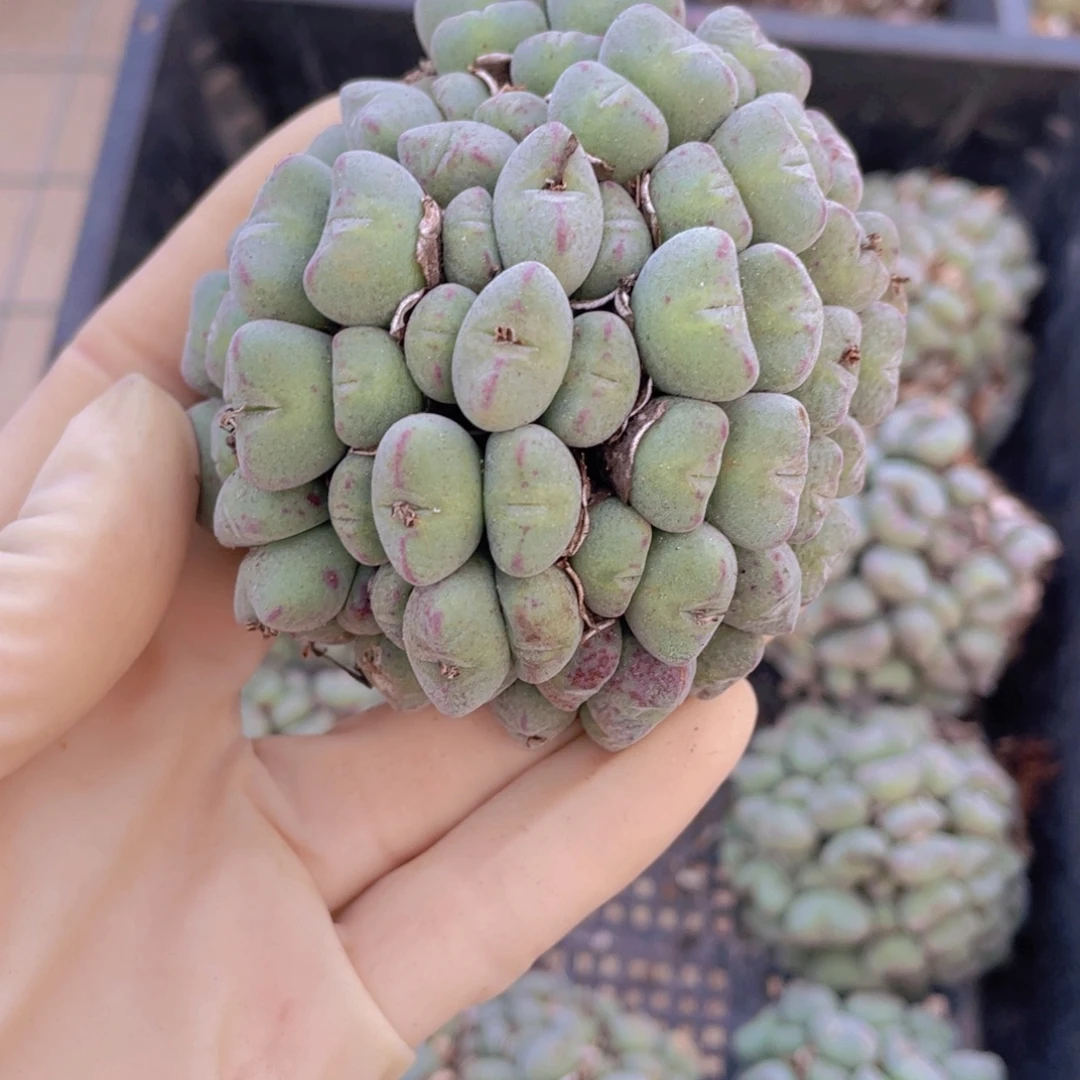 一颗大口笛88888888888