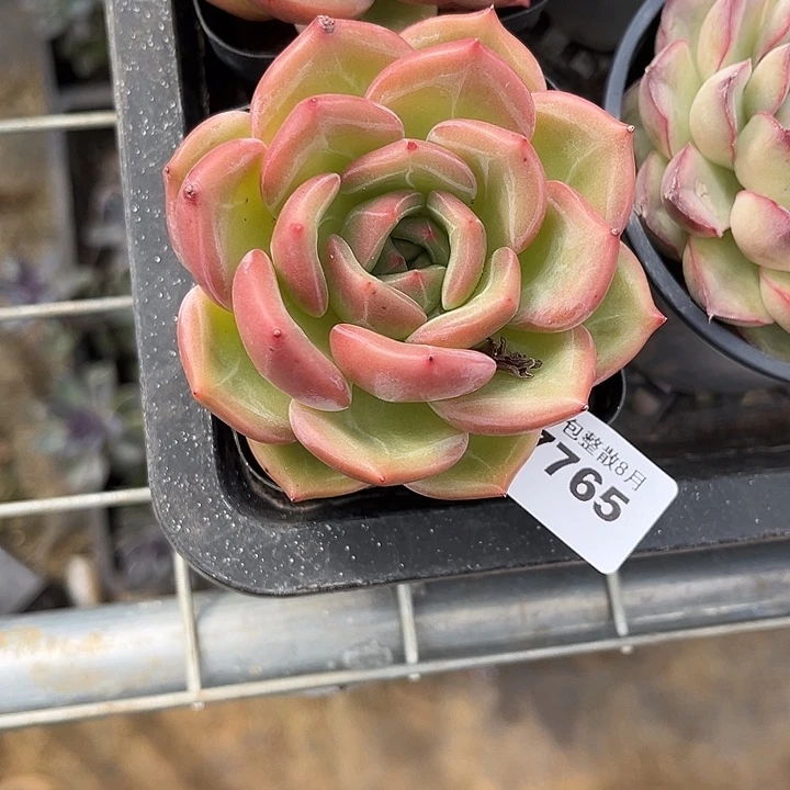 阿雅园艺。      7765Q橙