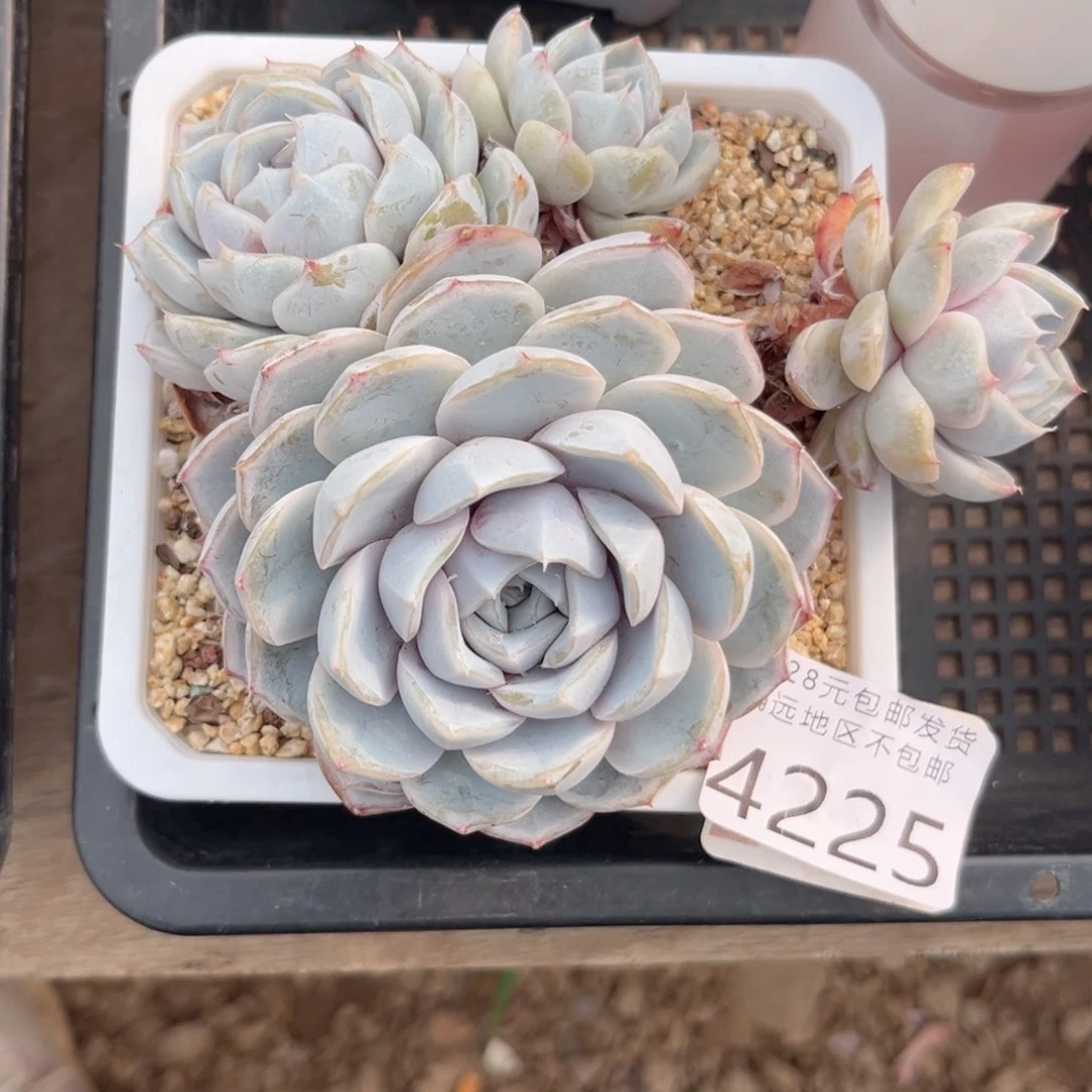 紫***?大4225:、xv v b n n j j