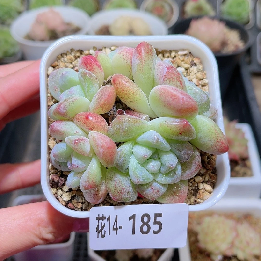 花利美14-185冰玉群