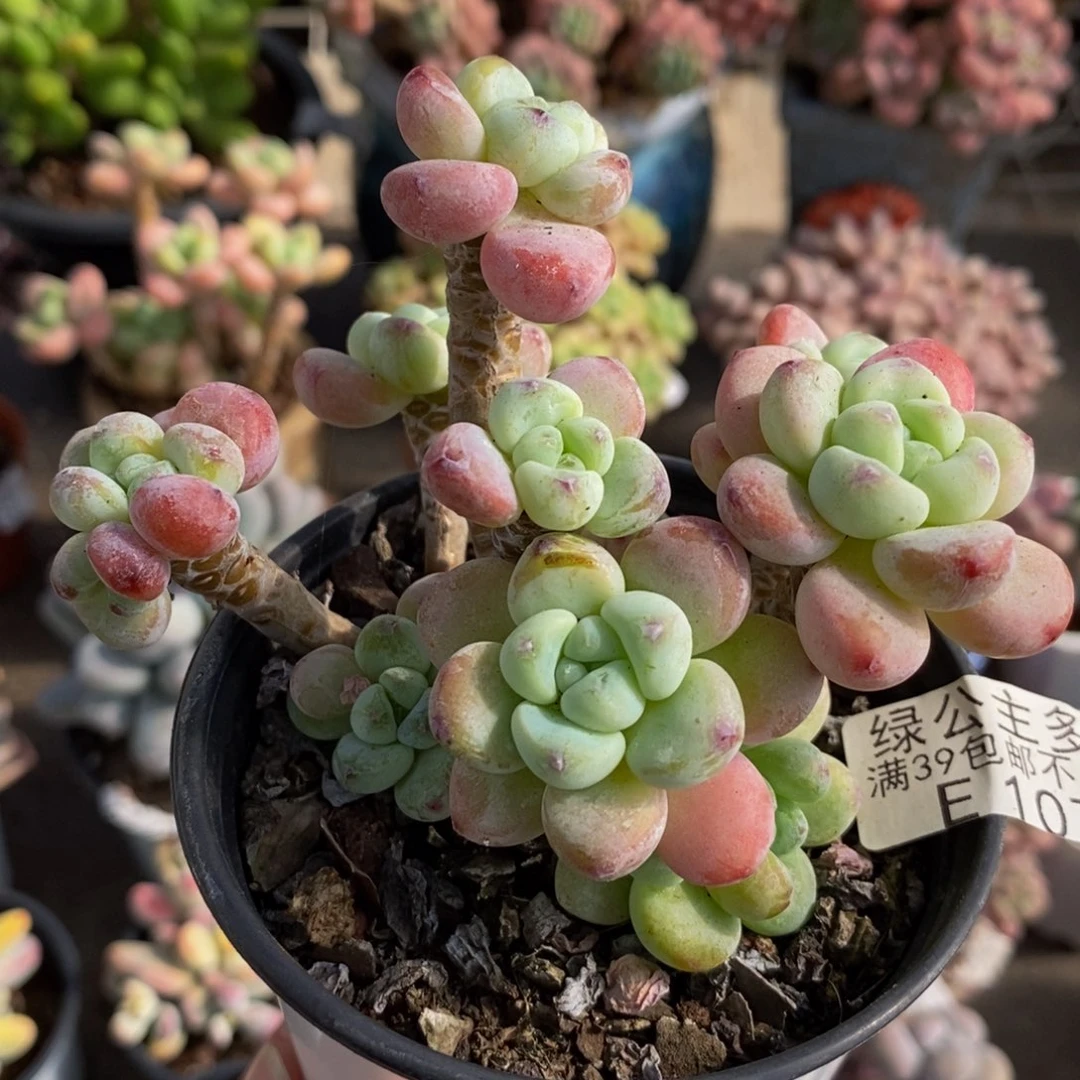 1079白罗琦10cm多肉