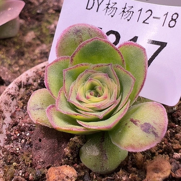 ****来杨317 土豪蕾丝芳华x凌霜