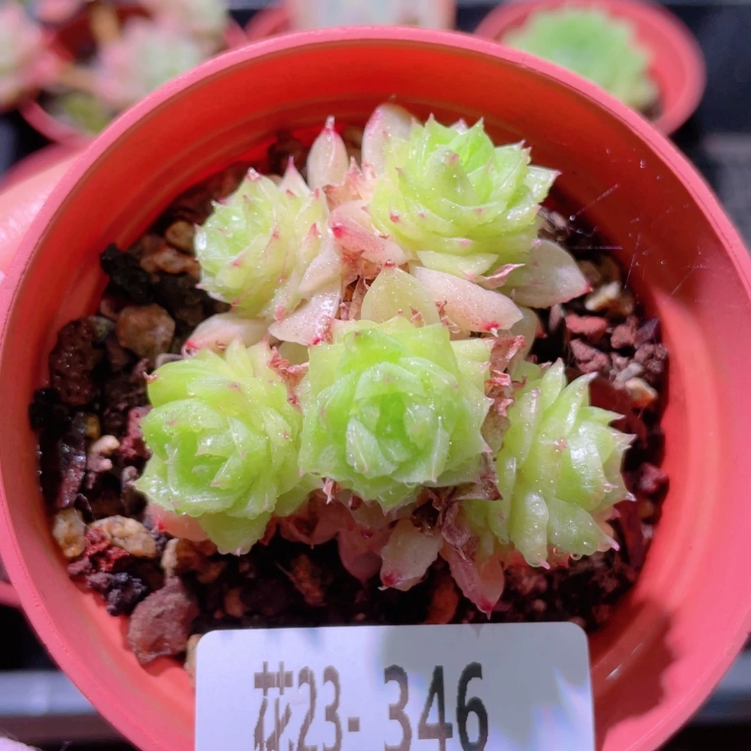 花利美23-346麦秆