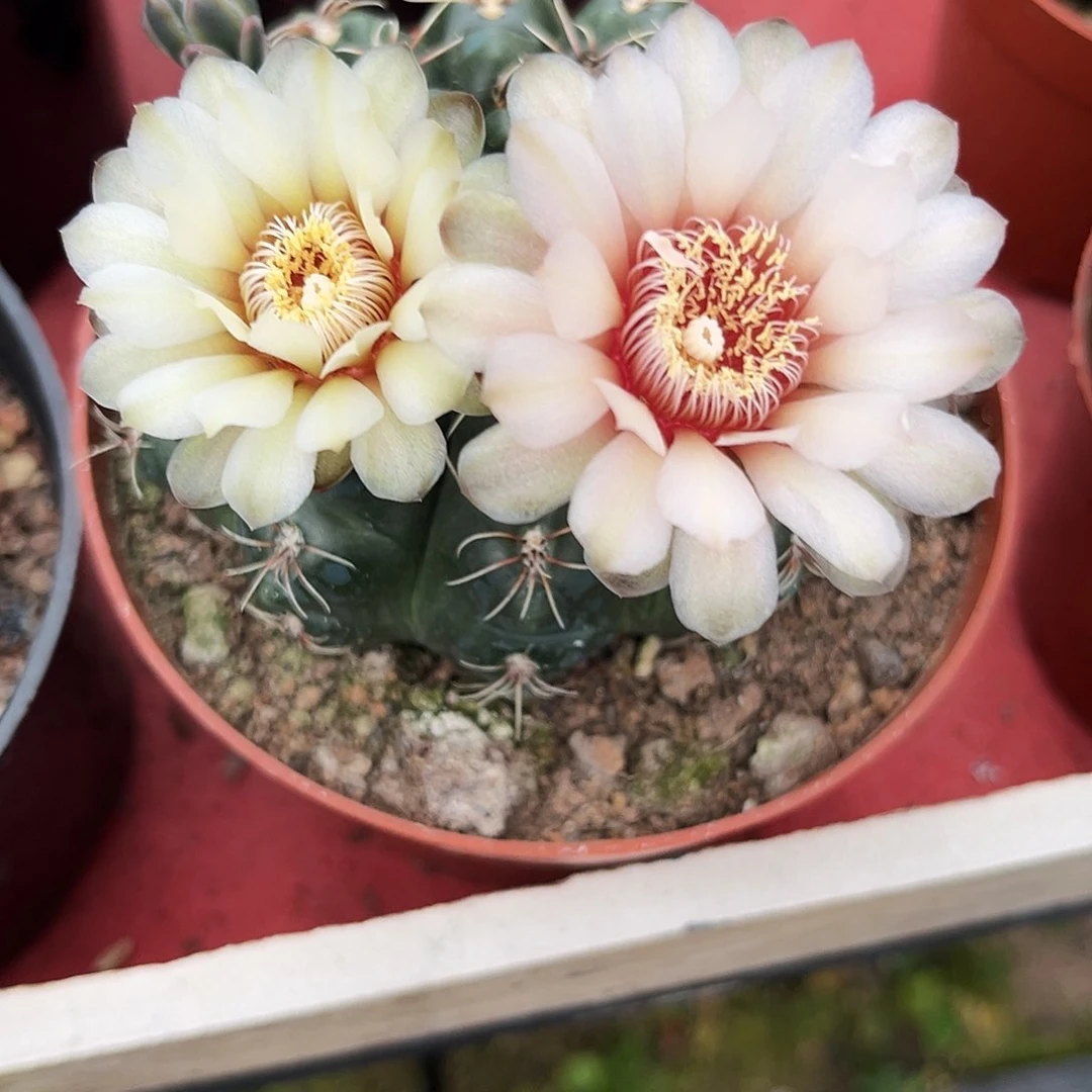 双色花绯花玉仙人球