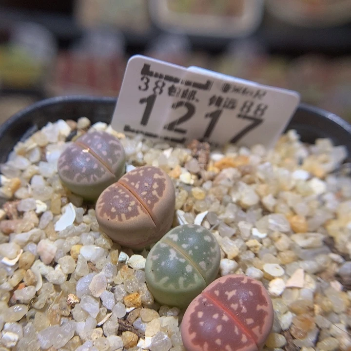 Sss精品生石花1217