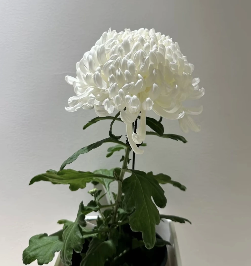 【白万圣】大花型 带花苞 阳台 花园种植 基地直销 包对