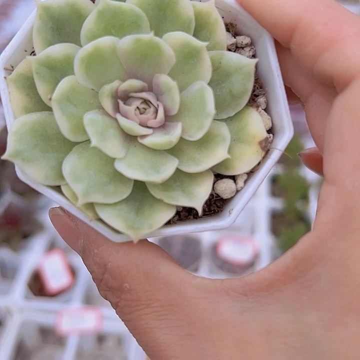 昂斯诺锦19包邮多肉