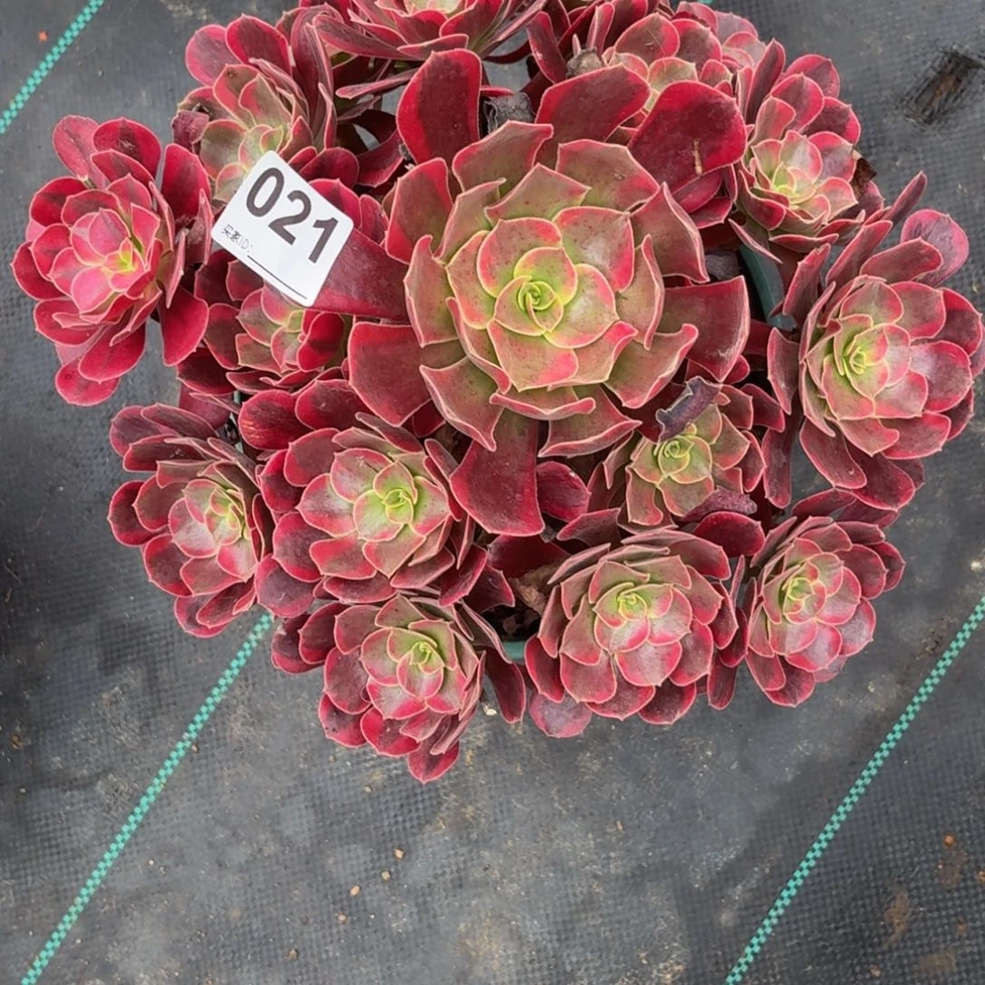 021大凤冠多肉植物发货