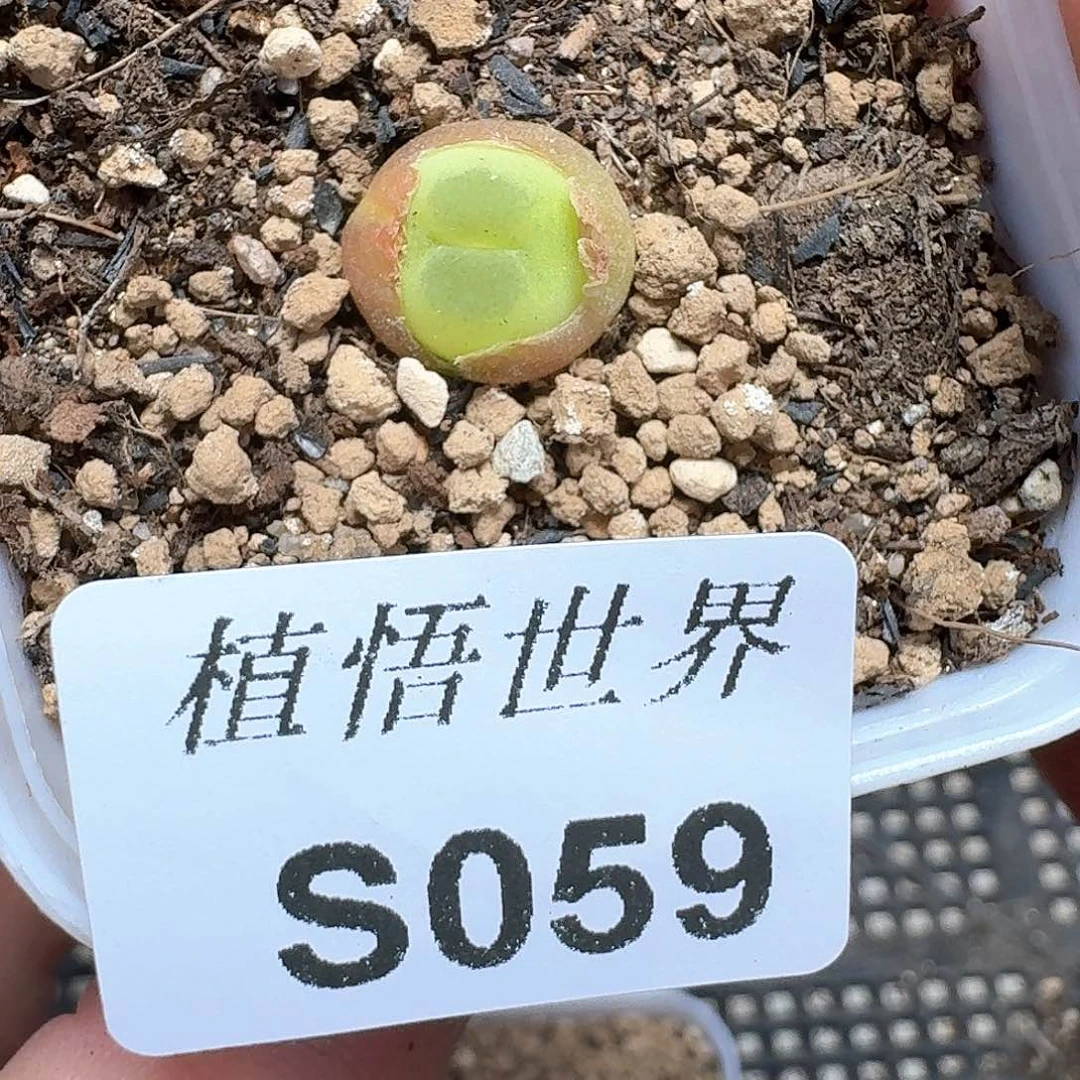 多肉植物多肉植物哇f