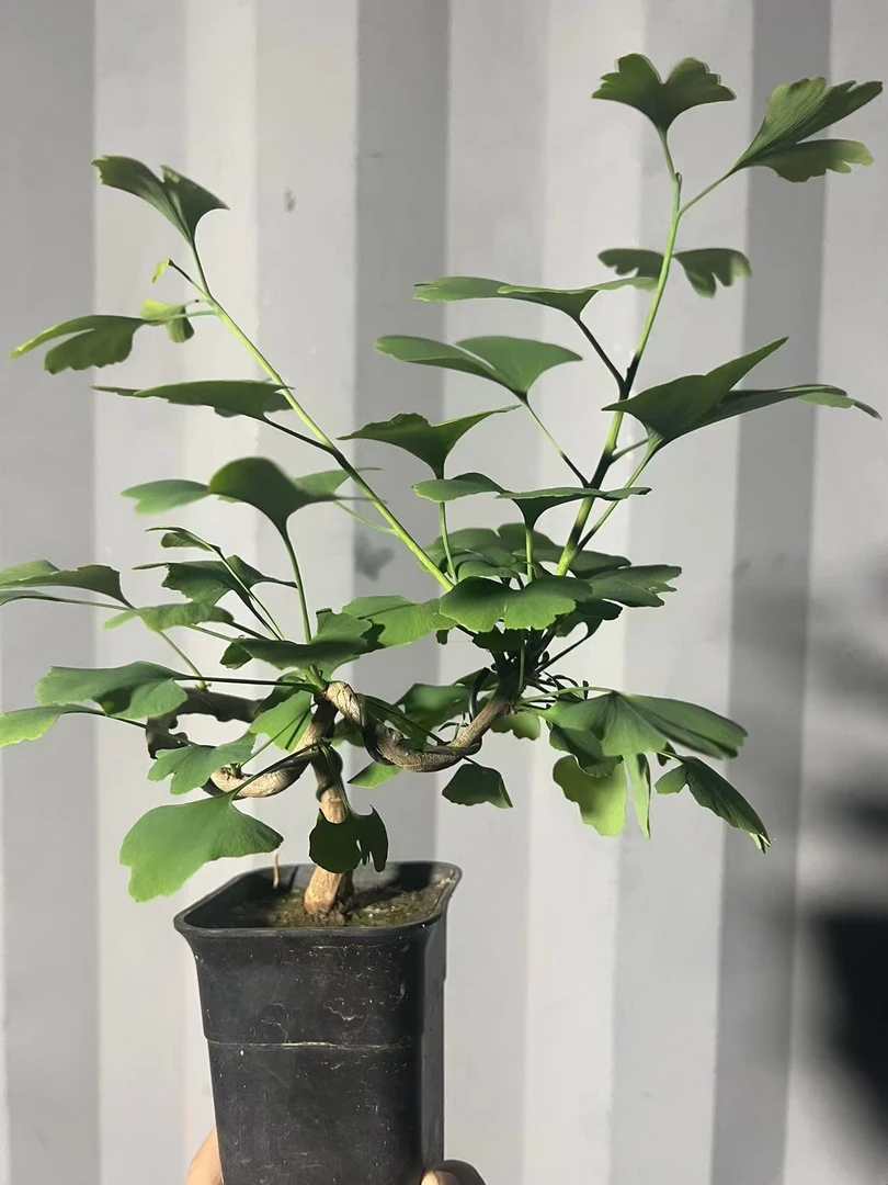 精致掌中宝  银杏盆栽