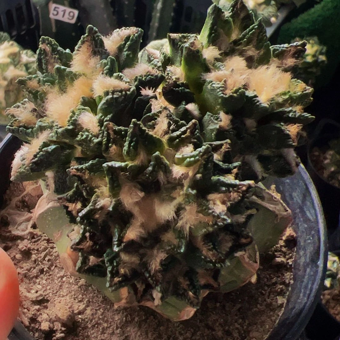无花朵黑牡丹群927