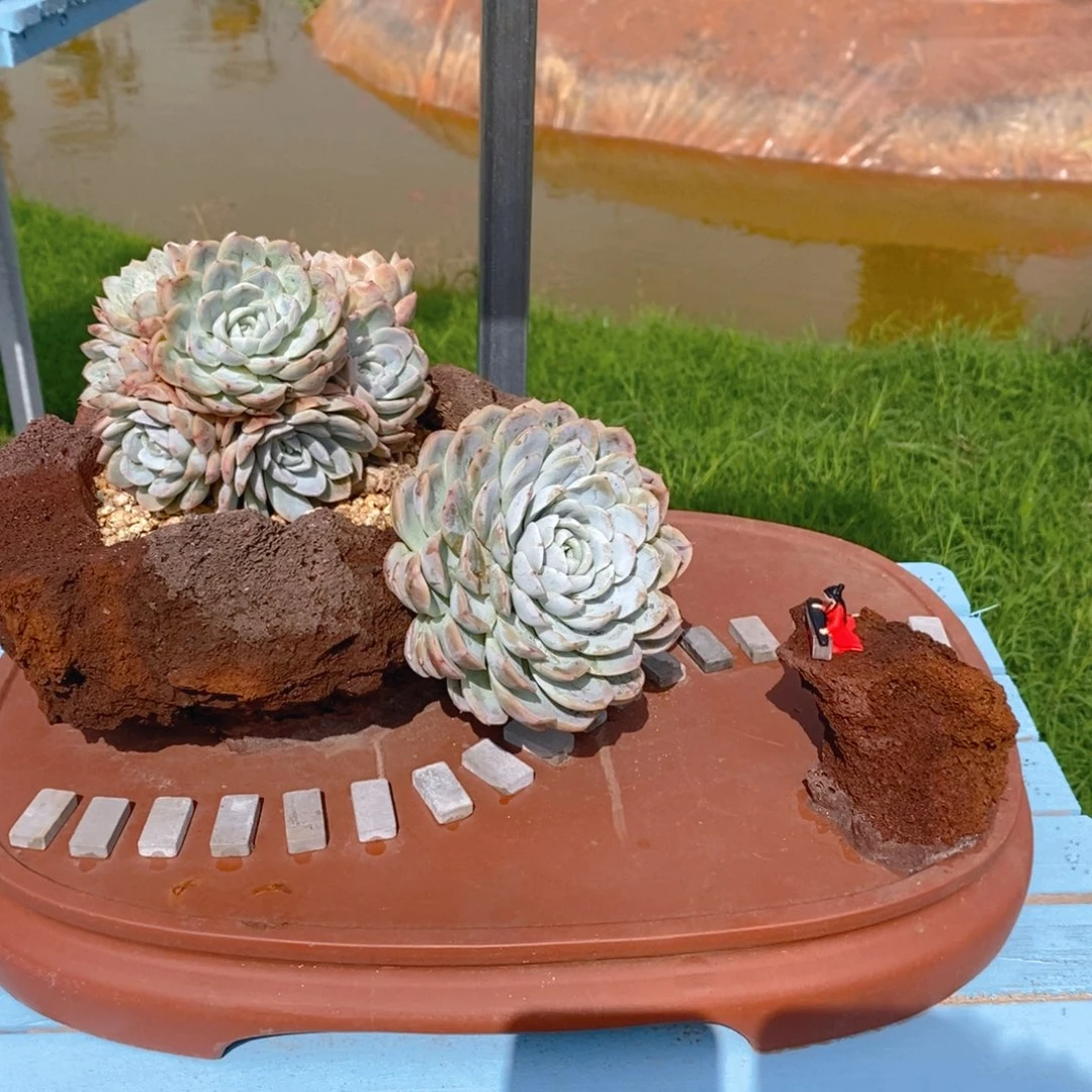 精品多肉植物一物一拍