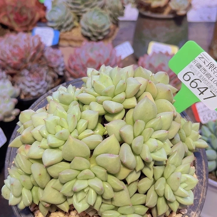 6647黄金象牙。