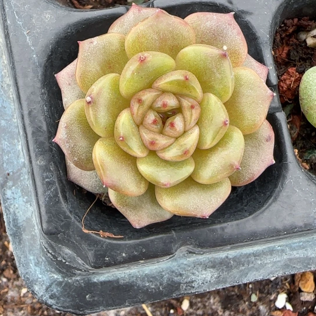 小卡拉米糖心一物一拍