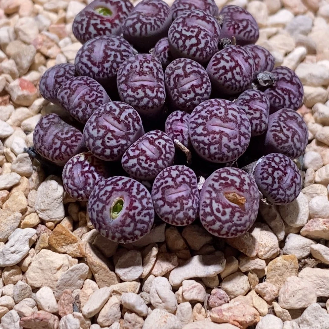 潜***灵73 73 73  下雪了 降温了 多包几层