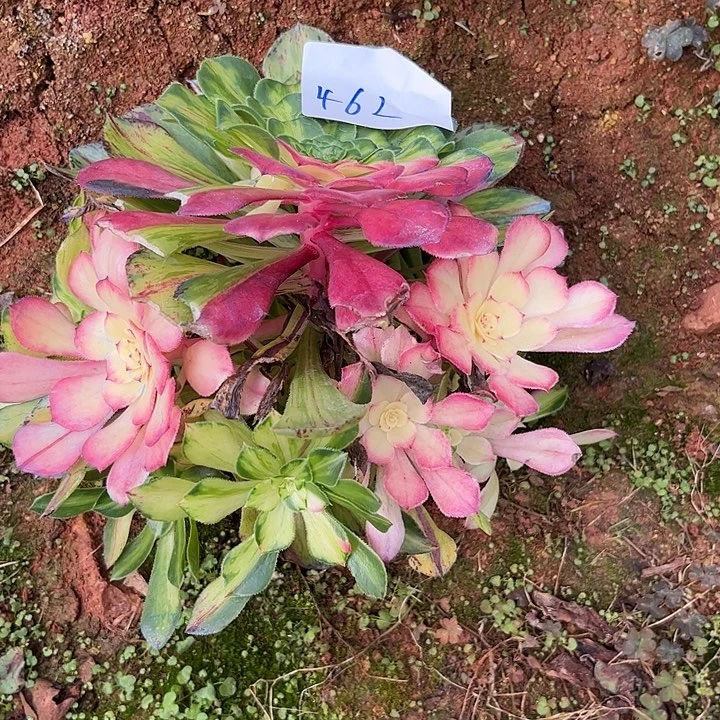 z***e462知否朵朵无根福利发货