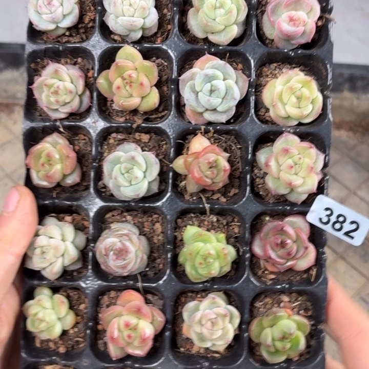 阳***光精品一物一拍多肉382