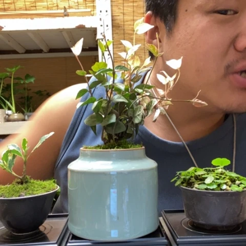 红陶风*云一物一拍所见即所得212