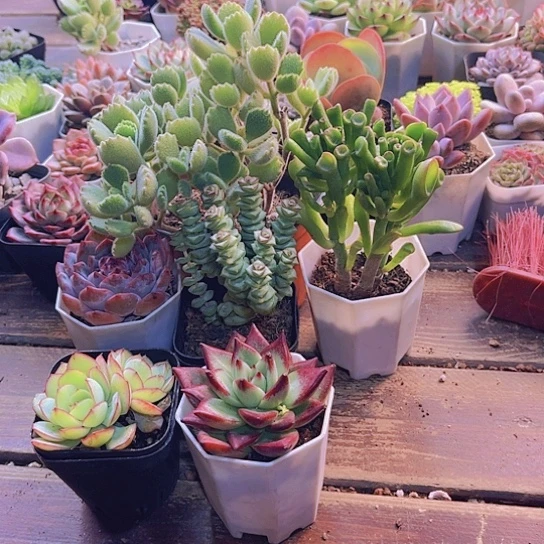 大熊。糖心 钱多。吸财树。牡丹亭。乌木