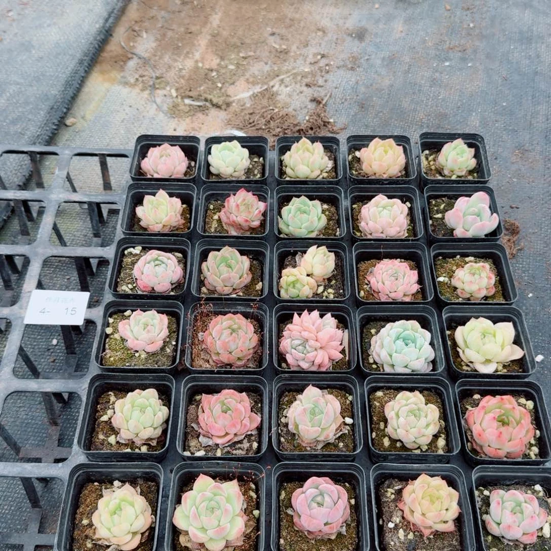 多肉杂交三十颗量拍小珍妮4-15