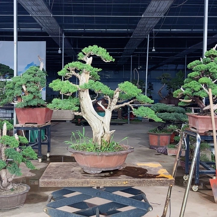 无花朵紫*山采老桩济州柏