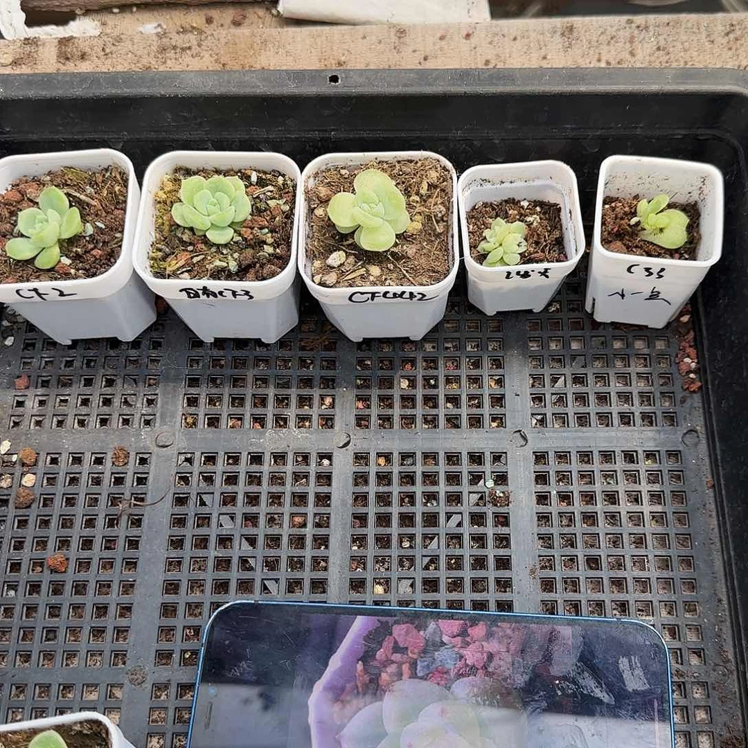 6月2日财富5件套各一个满25包邮