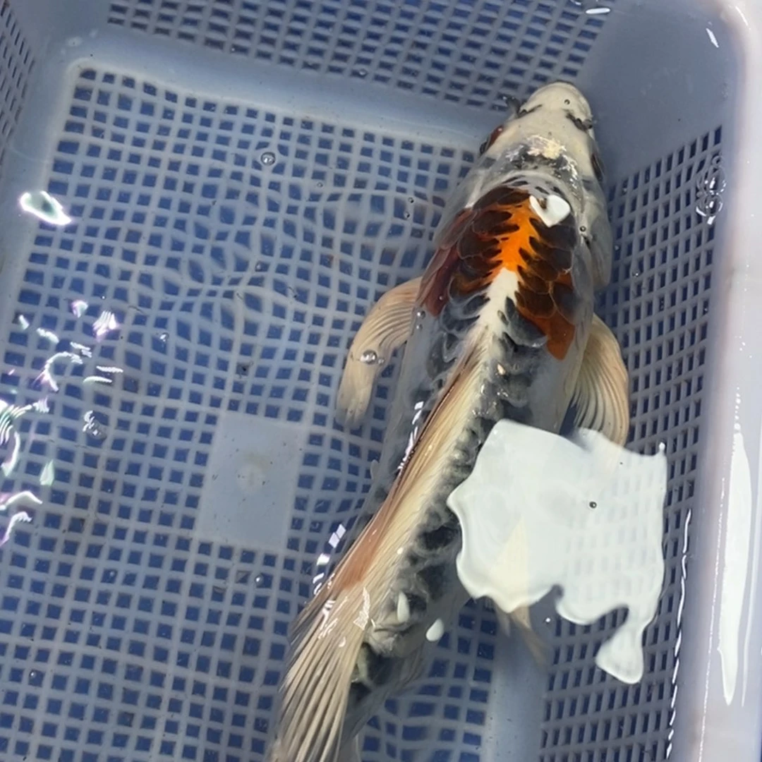 锦鲤冷水锦鲤包邮