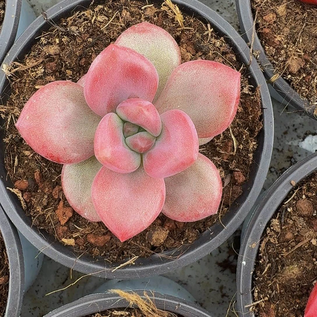 赫菲斯托 单头 一物一拍