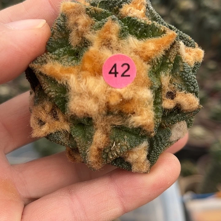 苗接落地无根辛顿一颗有瑕疵42