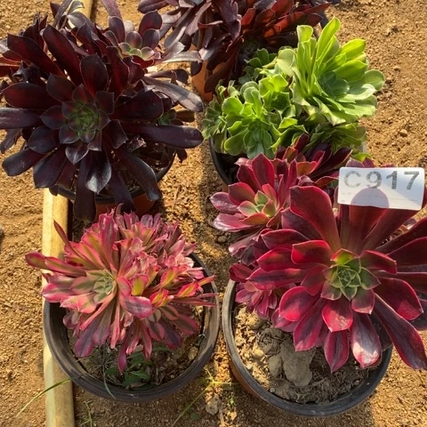 917五颗小法师断枝不包